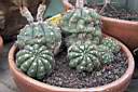NOTOCACTUS OTTONIS.jpg